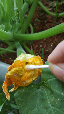 pollinating06-sm.gif