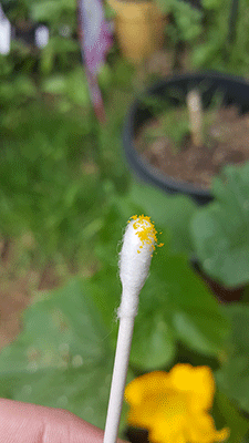 pollinating10-sm.gif