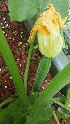 zucchini-sm.gif