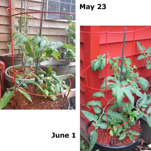 tomatoes-time04_0.jpg