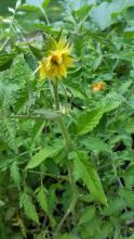 Tomato flower