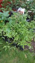 Tomato seedlings