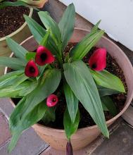 Calla lilies