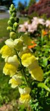 Snapdragons