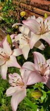 Lilies