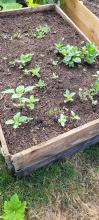 We planted a bed of flower seeds to bring in pollinators