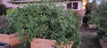 Tomatoes were so big they needed a trim