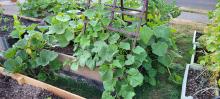 Cucumbers and pumpkin