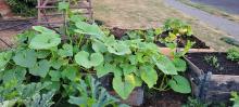 Cucumbers and pumpkin