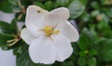 Gardenia