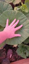 Huge leaves on the pumpkins