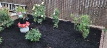 Bark mulch added (8-12-22)