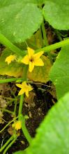 Cucumber flowers