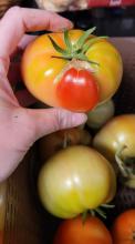 Funny tomatoes