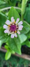 Zinnia