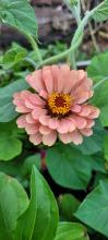 Zinnia