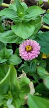 Zinnia