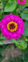 Zinnia