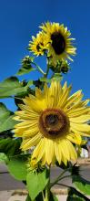 Sunflowers