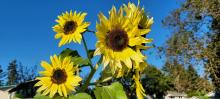 Sunflowers