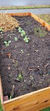 Onions, broccoli, and caulflower