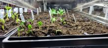 Seedlings