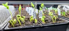 Seedlings