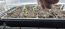 Seedlings