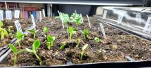 Seedlings