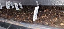 Seedlings