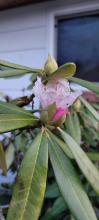 First rhodie bloom of the season