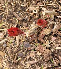 Peony popping up