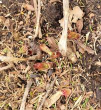 Peony popping up