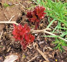 Peony popping up