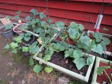 Cucumbers and some squash