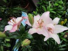 Lilies